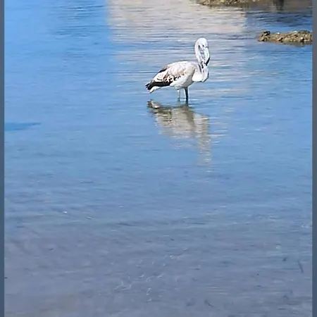 Alba Chiara דירה ליקאטה